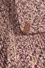 Picture of Koza Home Cesta Handmade Knitted Purple Corner Runner 37x136 4025 37 x 136