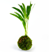 Afloday Kokedama Atölyesi Workshop Hizmeti. ürün görseli