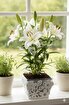 Picture of Mayer Dekorative Floral Metal Planter White