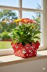Picture of Mayer Dekorative Floral Metal Planter Red