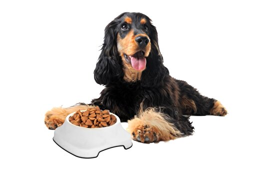 Picture of Pet Plastart Container Pet Food White  21,5 X 23 X 7,5 / 1 Lt